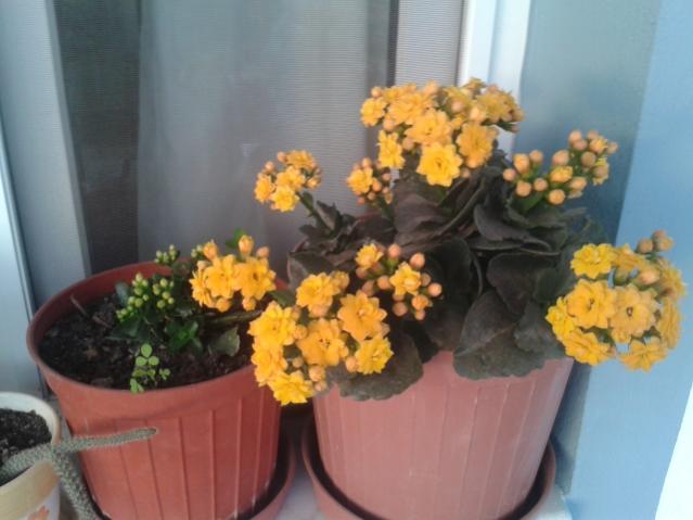 Name:  20160311_064026.jpg
Views: 789
Size:  36.3 KB