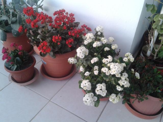 Name:  20160311_063908.jpg
Views: 843
Size:  42.0 KB