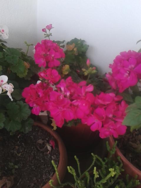 Name:  20160219_074241.jpg
Views: 661
Size:  29.8 KB