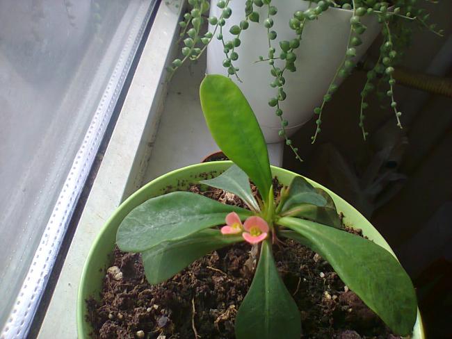 Name:  Euphorbia milii-10.jpg
Views: 636
Size:  45.2 KB
