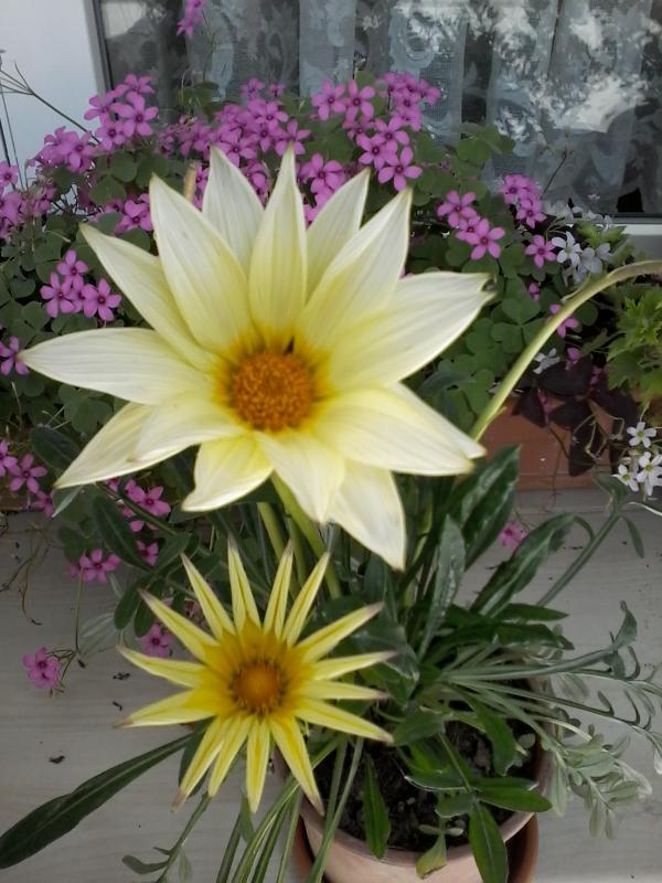 Name:  Naddide tlf 009.jpg
Views: 411
Size:  74.0 KB