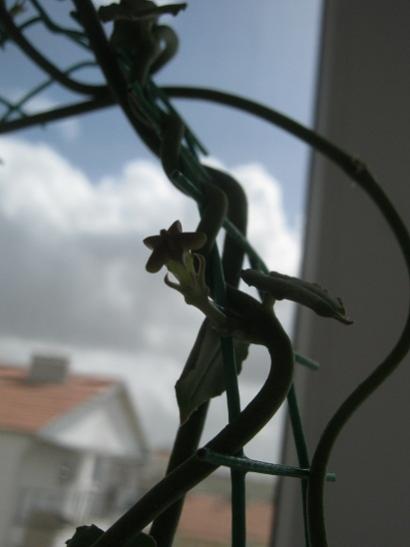 Name:  ceropegia s..jpg
Views: 637
Size:  19.3 KB