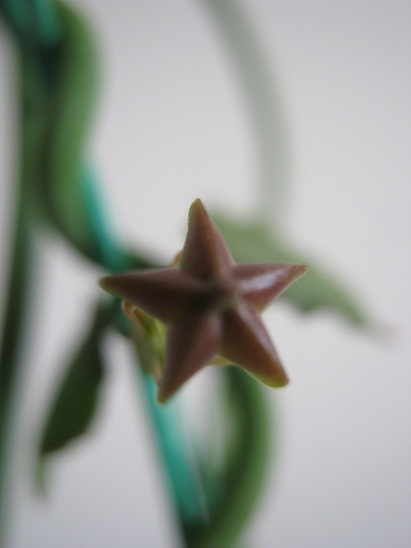 Name:  ceropegia s.1.jpg
Views: 673
Size:  57.1 KB