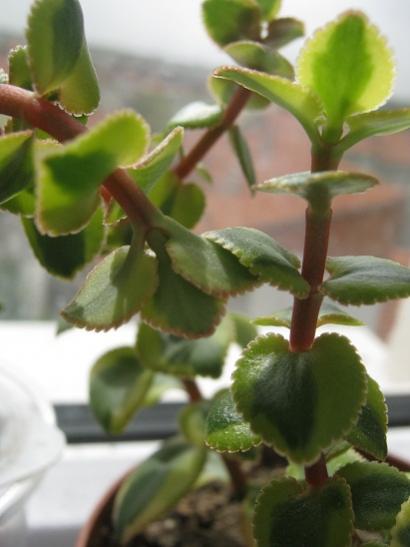 Name:  crassula sarmentosa.jpg
Views: 691
Size:  27.0 KB