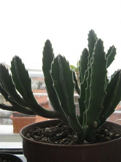 Name:  stapelia gigentea.jpg
Views: 642
Size:  22.6 KB