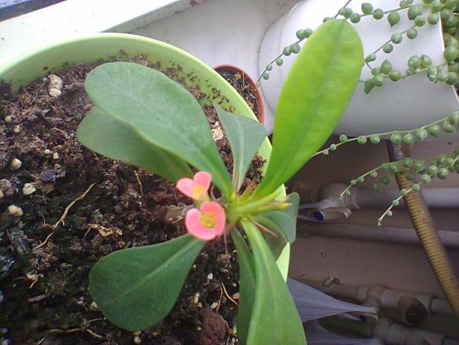 Name:  Euphorbia milii-10.jpg
Views: 633
Size:  51.3 KB