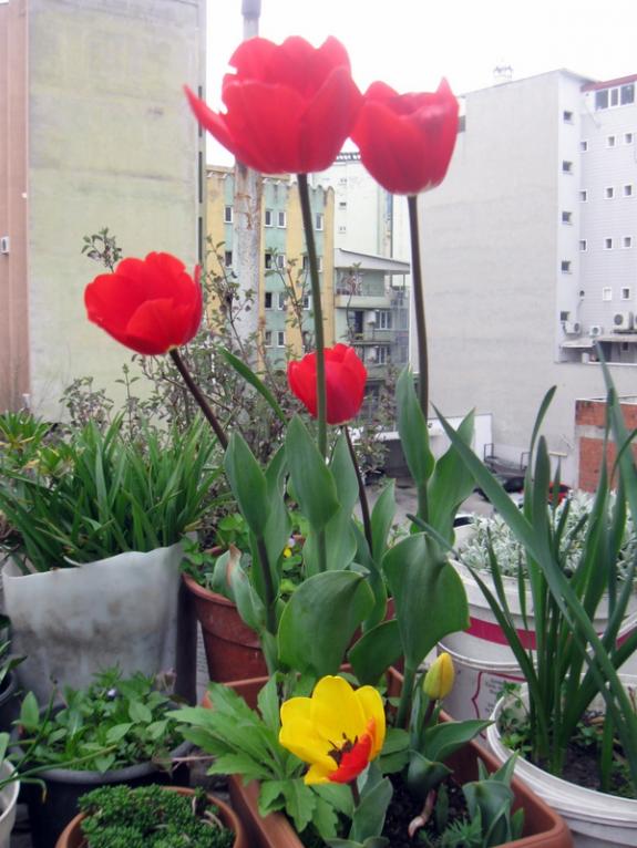 Name:  IMG_7150.jpg
Views: 818
Size:  65.8 KB
