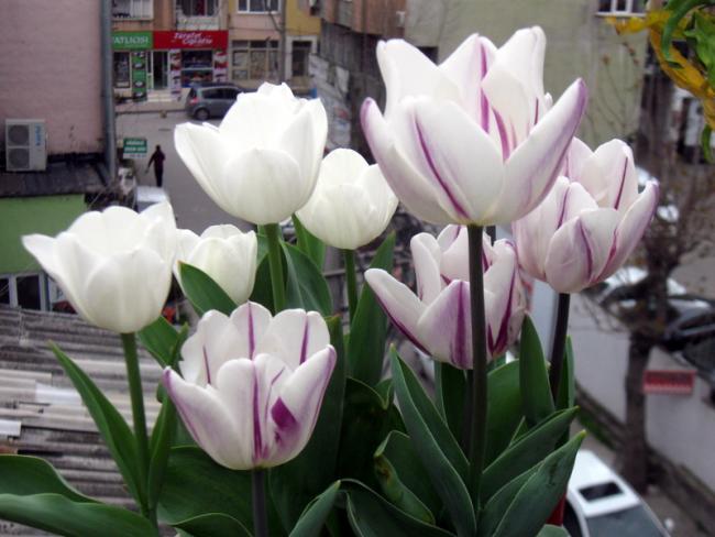 Name:  IMG_7155.jpg
Views: 827
Size:  44.1 KB