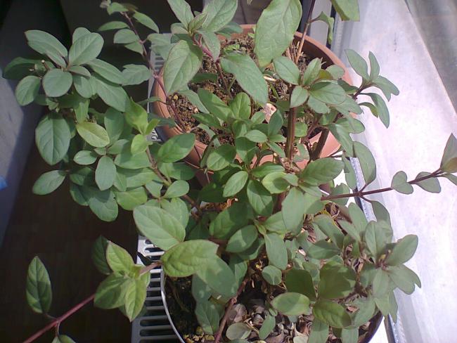 Name:  Fotoraf3301.jpg
Views: 609
Size:  55.9 KB