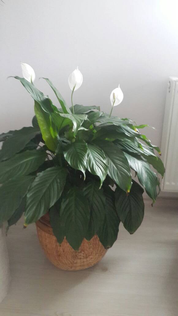 Name:  yelken 1.jpg
Views: 412
Size:  41.1 KB
