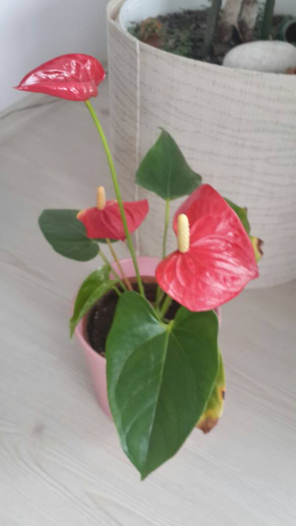 Name:  flamingo 1.jpg
Views: 444
Size:  36.4 KB