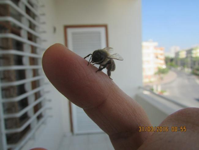 Name:  IMG_2736.jpg
Views: 714
Size:  24.2 KB