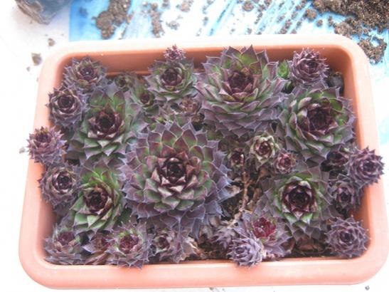 Name:  sempervivum3.jpg
Views: 572
Size:  44.6 KB