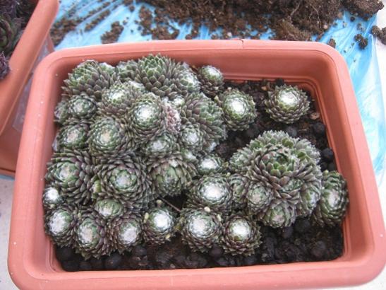 Name:  sempervivum.jpg
Views: 569
Size:  48.6 KB