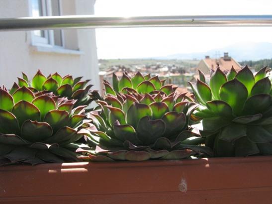 Name:  sempervivum1.jpg
Views: 581
Size:  29.5 KB