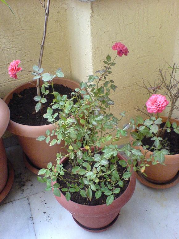 Name:  DSC05427.jpg
Views: 1295
Size:  85.5 KB