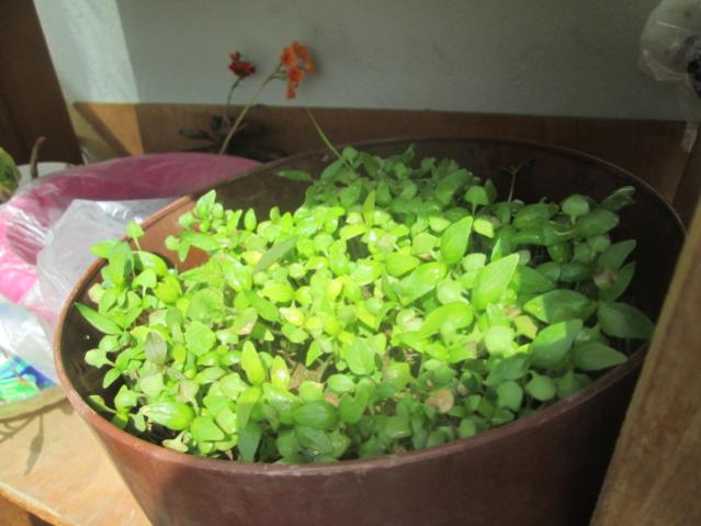Name:  IMG_5490.jpg
Views: 213
Size:  40.1 KB