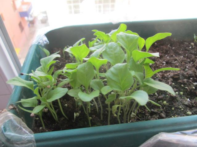 Name:  IMG_5494.jpg
Views: 222
Size:  41.5 KB