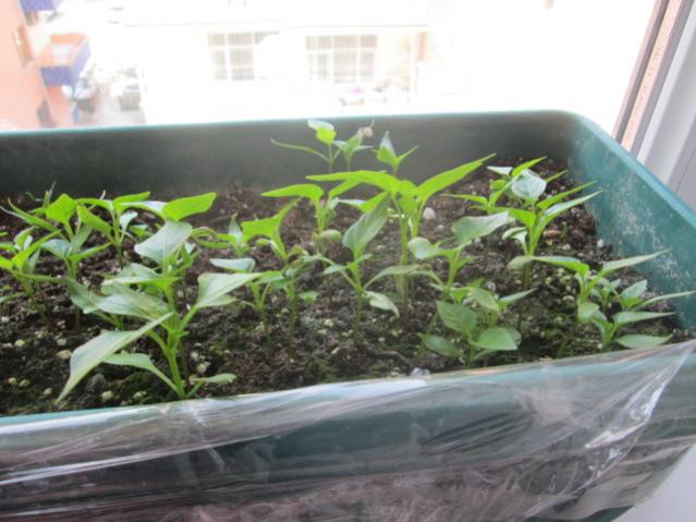 Name:  IMG_5495.jpg
Views: 210
Size:  46.2 KB