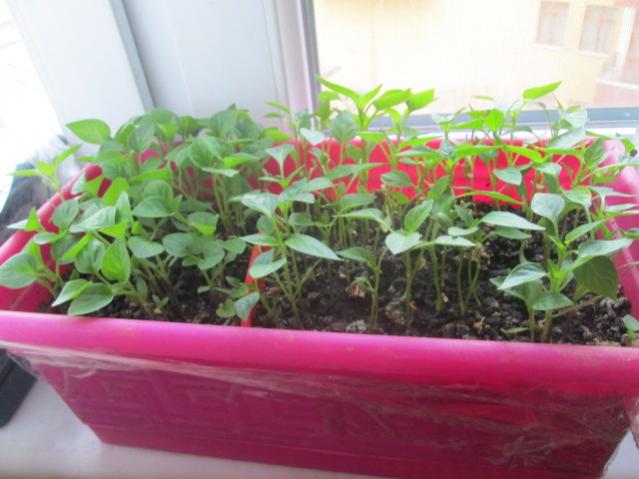 Name:  IMG_5504.jpg
Views: 234
Size:  41.2 KB