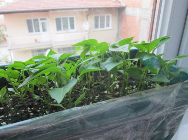 Name:  IMG_5520.jpg
Views: 208
Size:  43.7 KB