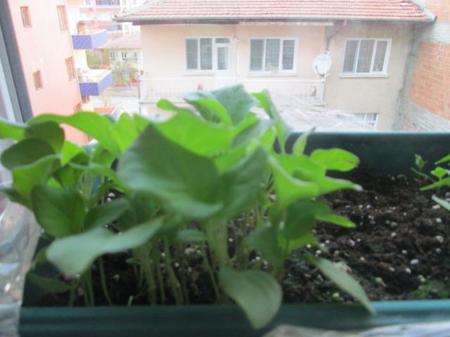 Name:  IMG_5519.jpg
Views: 207
Size:  35.8 KB