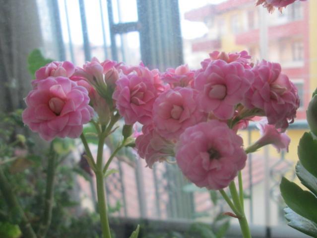 Name:  IMG_5518.jpg
Views: 220
Size:  34.2 KB