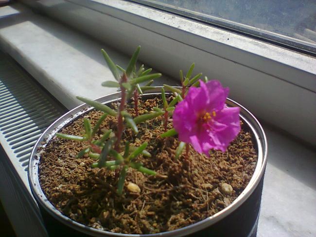 Name:  pek iekleri-4.jpg
Views: 578
Size:  54.4 KB