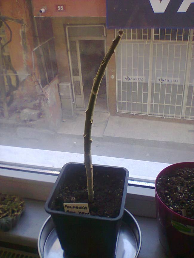 Name:  Plumeria.jpg
Views: 534
Size:  59.6 KB