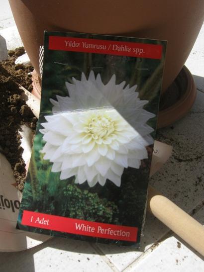 Name:  dahlia1.jpg
Views: 472
Size:  31.2 KB