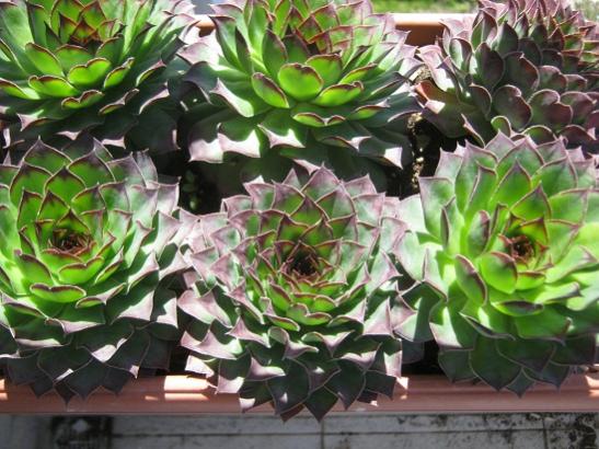 Name:  sempervivum2.jpg
Views: 483
Size:  53.9 KB