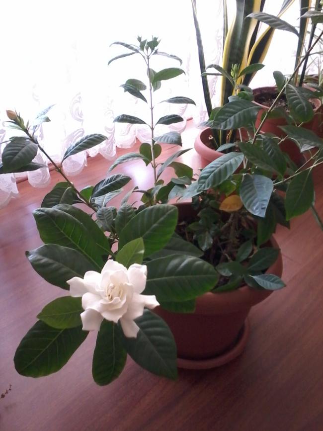 Name:  Naddide tlf 004.jpg
Views: 325
Size:  63.6 KB
