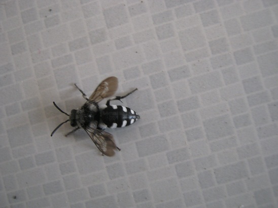 Name:  bcek.jpg
Views: 1029
Size:  51.9 KB