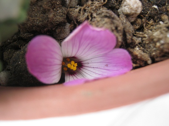 Name:  adenophylla.jpg
Views: 978
Size:  69.7 KB