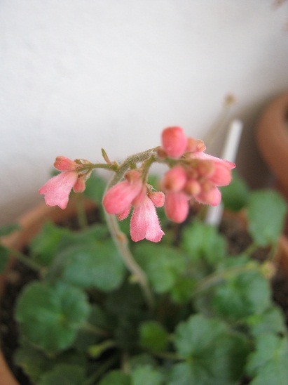 Name:  heuchera.jpg
Views: 983
Size:  67.1 KB