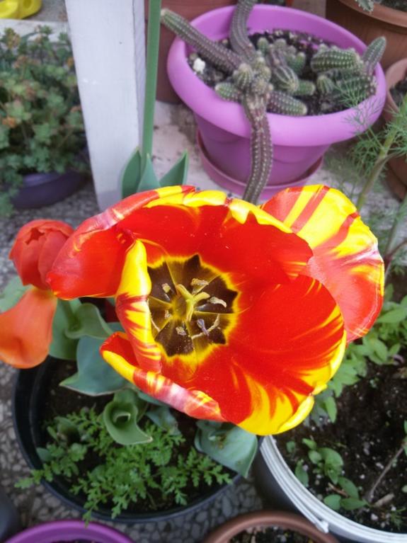 Name:  20160401_161736.jpg
Views: 634
Size:  64.5 KB