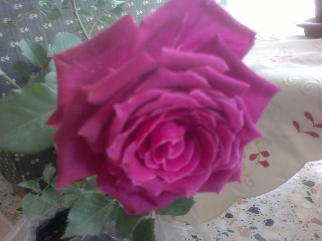 Name:  050420164126.jpg
Views: 342
Size:  31.1 KB