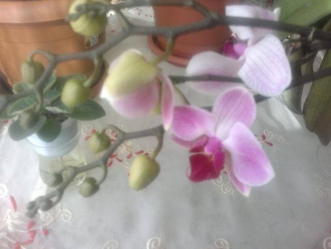 Name:  010420164111.jpg
Views: 338
Size:  27.4 KB