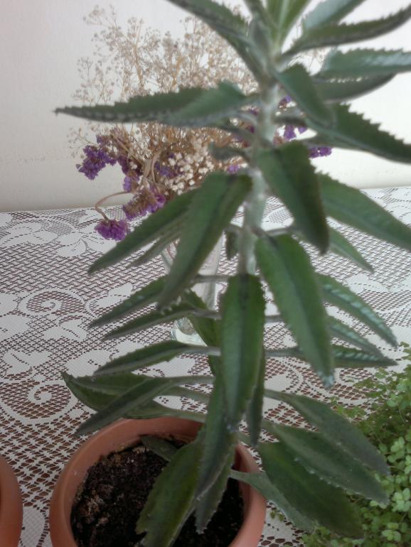 Name:  090420164195.jpg
Views: 351
Size:  73.2 KB
