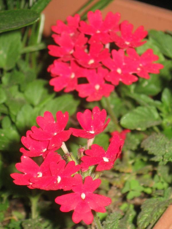 Name:  IMG_7244.jpg
Views: 541
Size:  54.0 KB