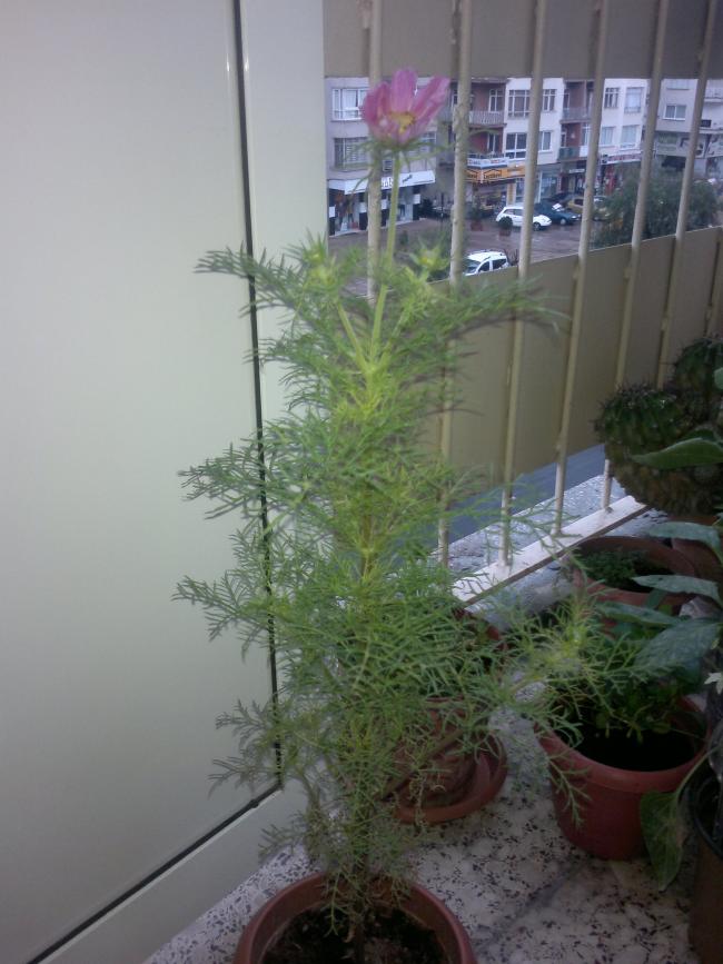Name:  050320164024.jpg
Views: 303
Size:  65.4 KB