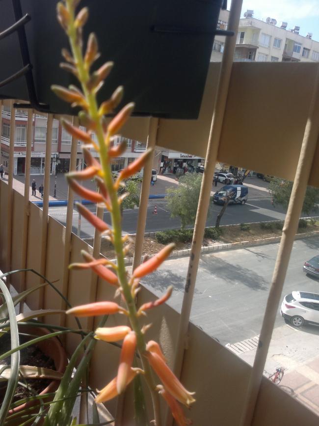 Name:  080320164048.jpg
Views: 310
Size:  69.9 KB