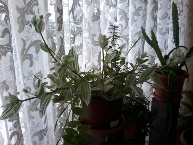 Name:  Naddide tlf 018.jpg
Views: 332
Size:  58.3 KB