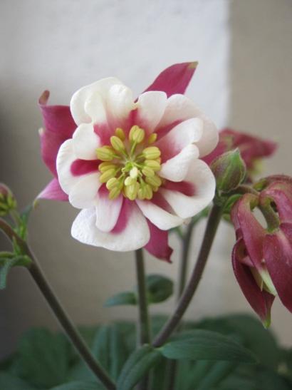 Name:  haseki1.jpg
Views: 888
Size:  21.5 KB