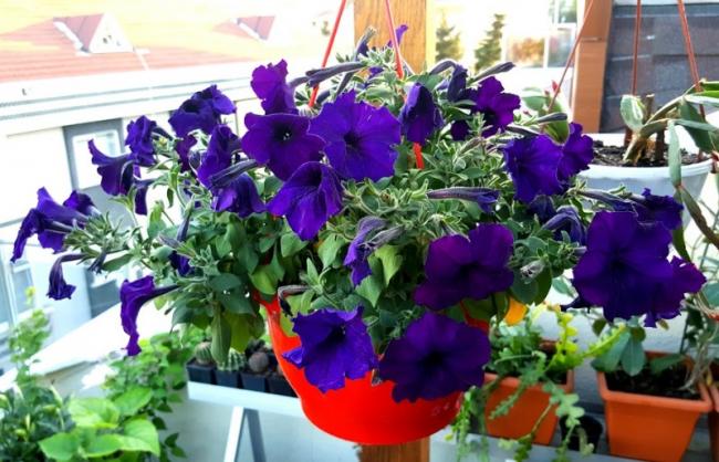 Name:  20160415_184426.jpg
Views: 344
Size:  57.7 KB