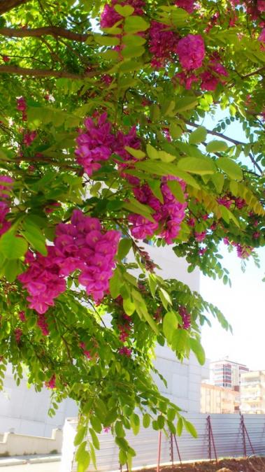 Name:  250.jpg
Views: 462
Size:  62.4 KB