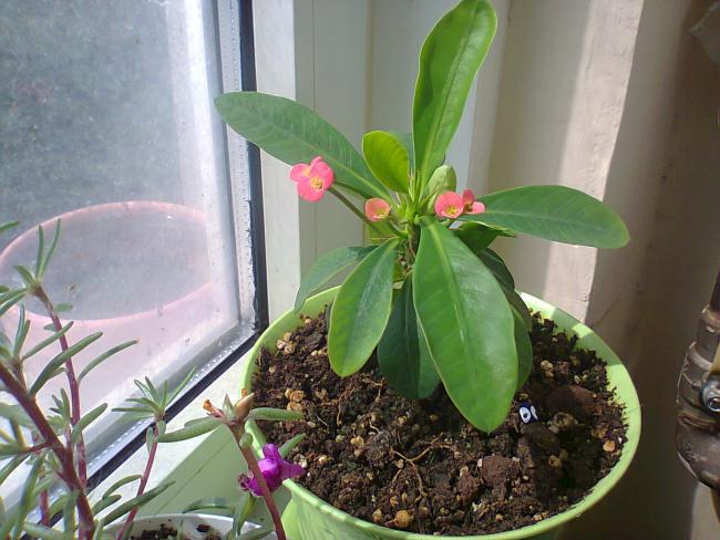 Name:  Milii.jpg
Views: 564
Size:  52.2 KB