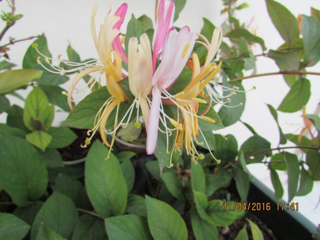 Name:  IMG_2855.jpg
Views: 561
Size:  43.9 KB