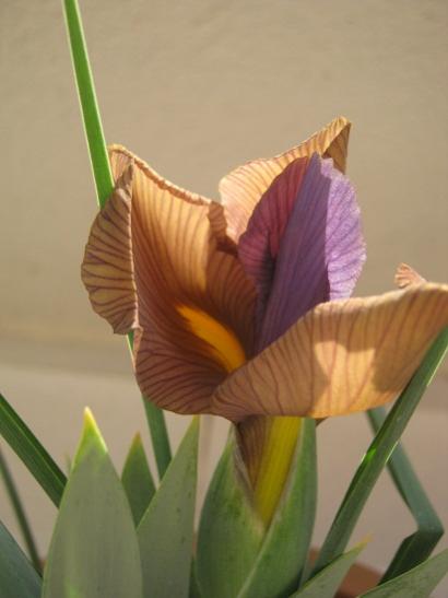 Name:  hollandica gipsy beauty.jpg
Views: 866
Size:  21.8 KB