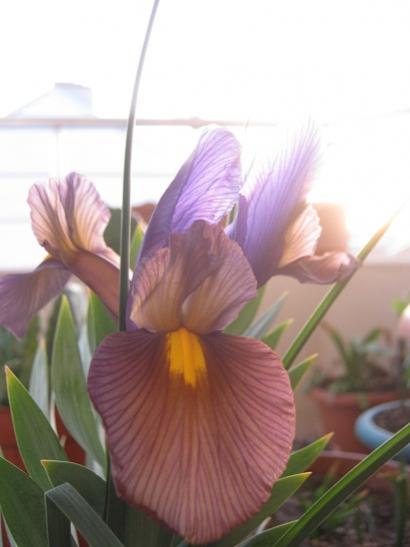 Name:  H. gipsy beauty.jpg
Views: 855
Size:  23.3 KB